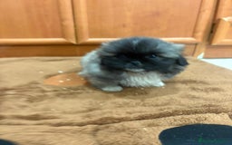 Shih Tzu perros en venta: Shih tzu macho  - Imagen 8