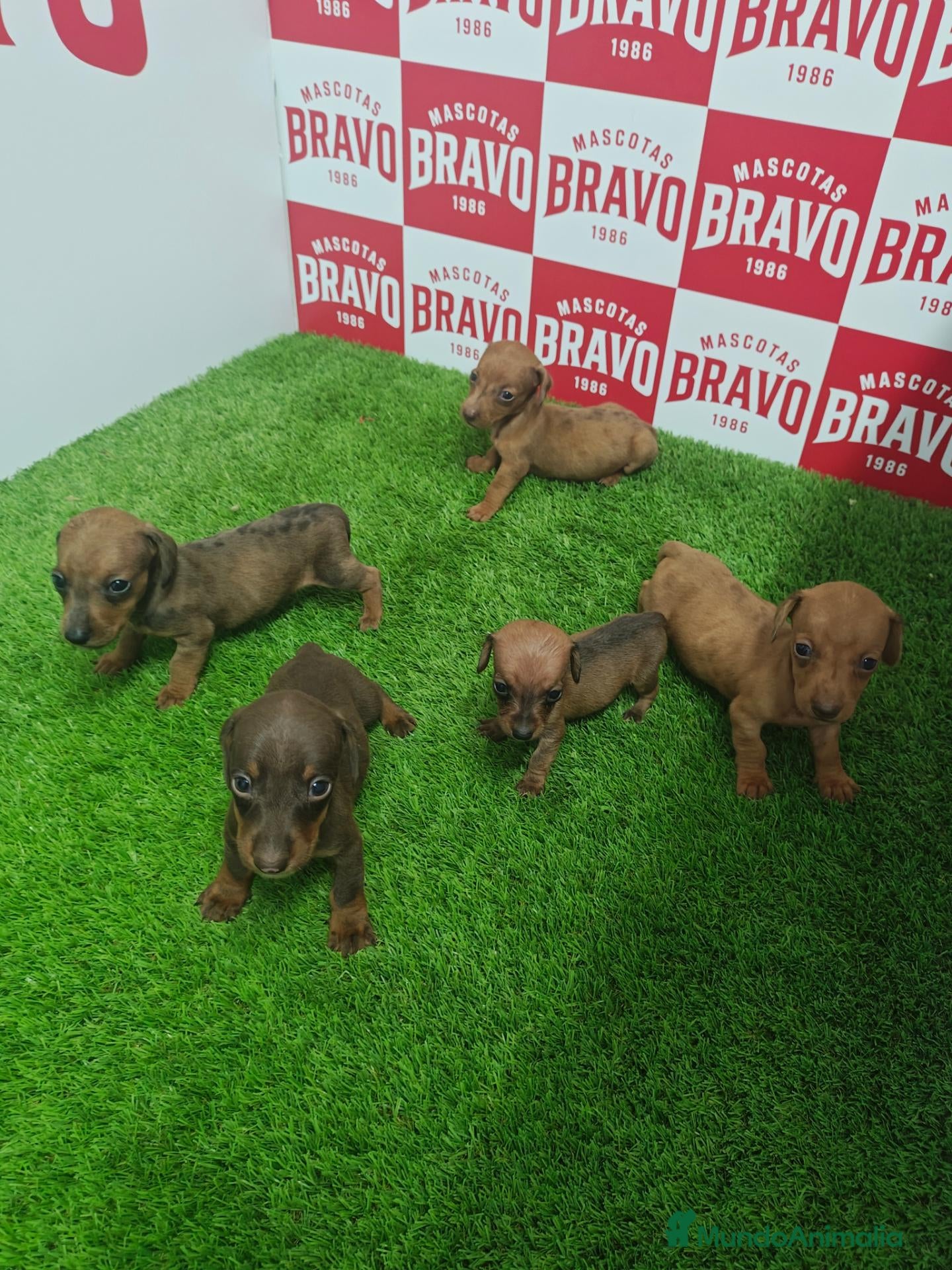 Teckel Miniatura perros Teckel miniatura  - Anuncio 2