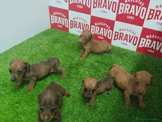 Teckel Miniatura perros Teckel miniatura - Anuncio 2