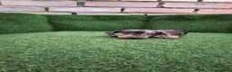 Teckel Miniatura perros en venta: teckel miniatura arlequín chocolate varios colores - Anuncio 7