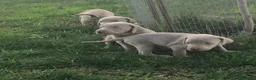 Weimaraner perros en venta: Bracos de Weimar disponibles  - Anuncio 1
