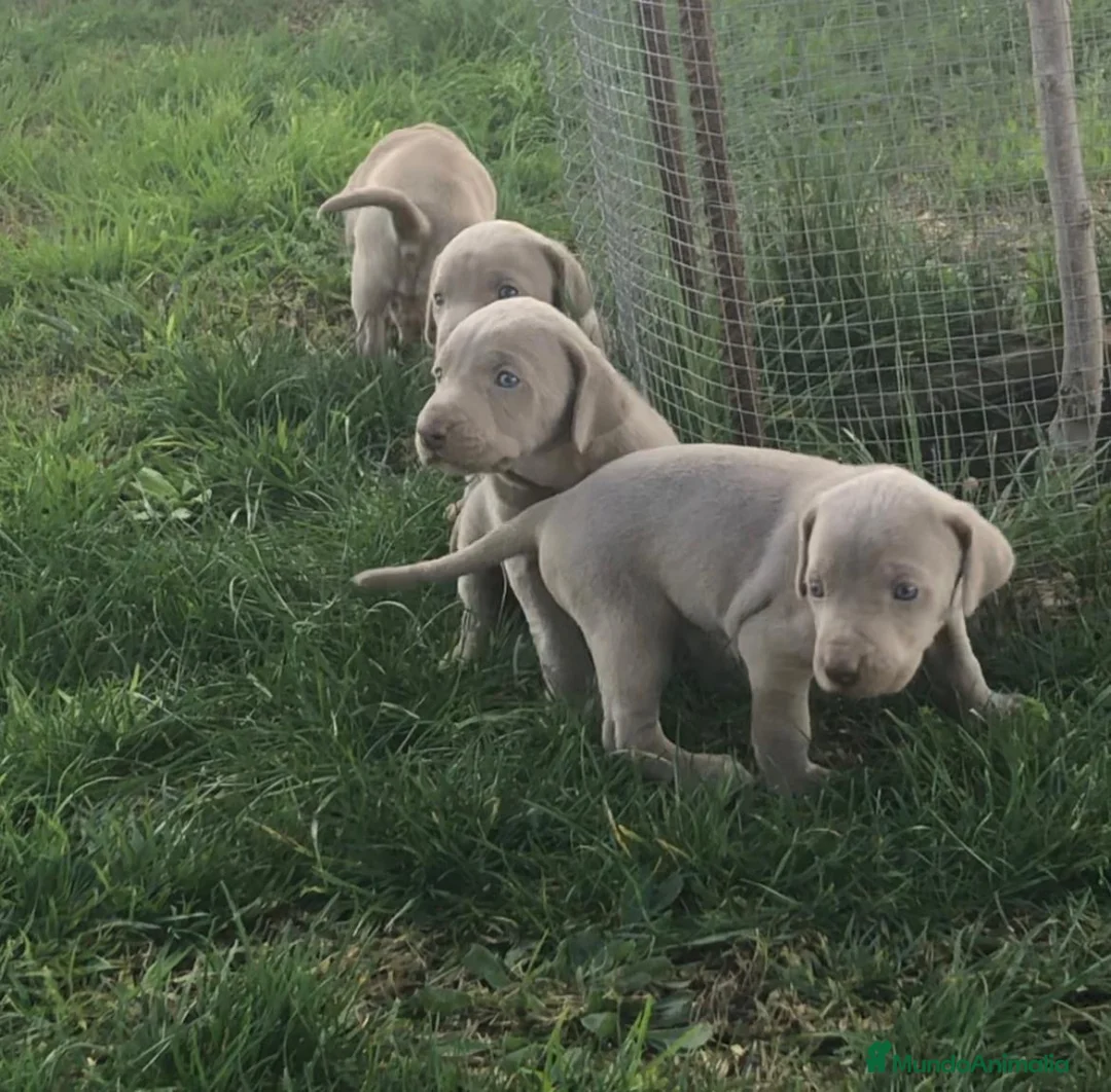 Weimaraner perros en venta: Bracos de Weimar disponibles  - Anuncio 1