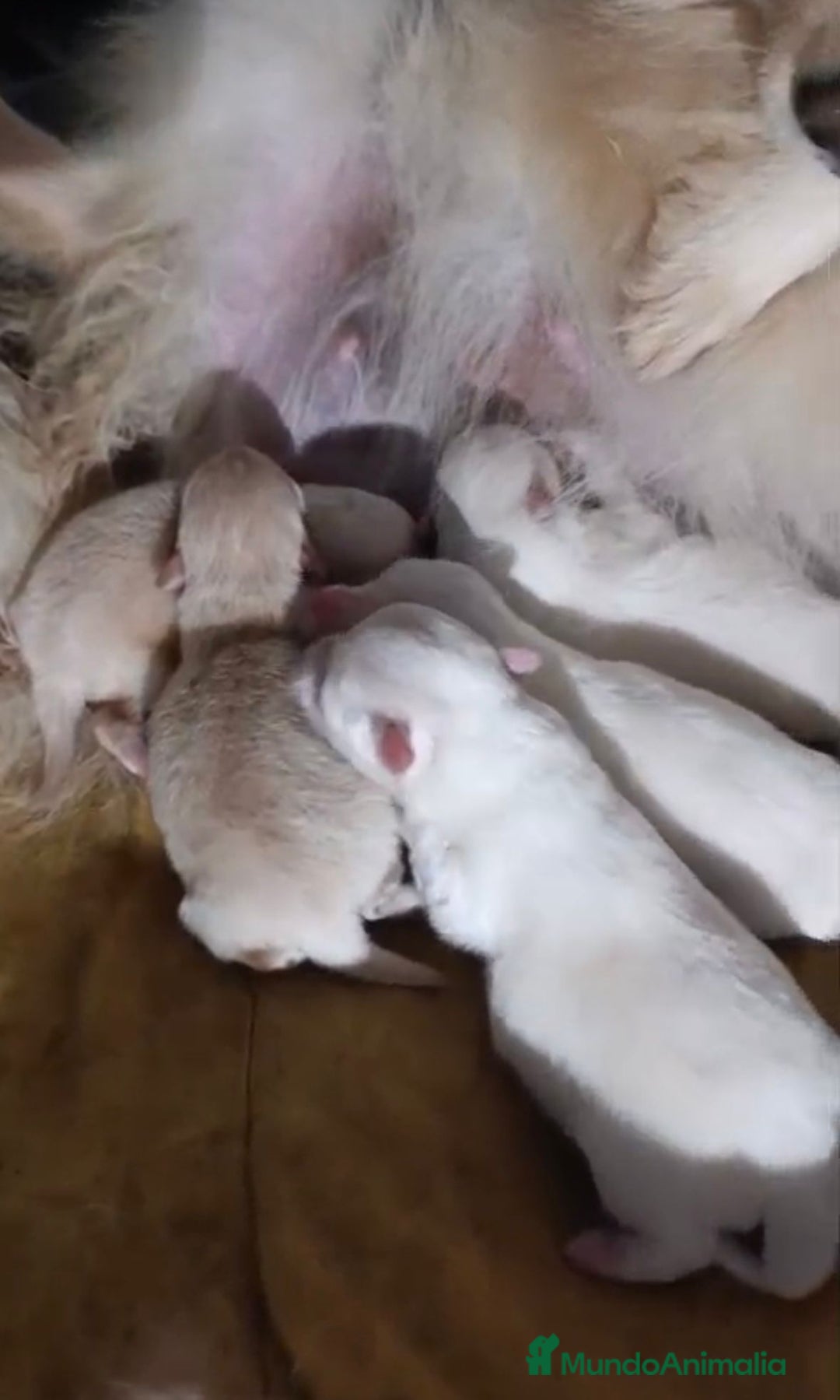 Pomerania perros en venta: NUEVA CAMADA Lulu pomerania toy - Anuncio 5