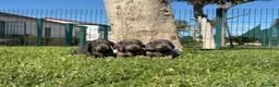 Teckel Miniatura perros en venta: TECKEL MINIATURA - Anuncio 2