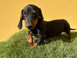 Teckel Miniatura perros - Anuncio 14