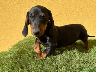 Teckel Miniatura perros Teckel Miniatura macho negro fuego - Anuncio 6