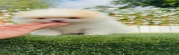 Pomerania perros en venta: CAMADA POMERANIAS BLANCOS  - Anuncio 7