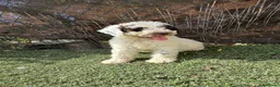 Perro de Agua Español perros en venta: PERRO DE AGUA  - Anuncio 2