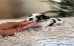 Yorkshire Terrier perros en venta: YORKSHIRE BIEWER HEMBRA - Anuncio 6