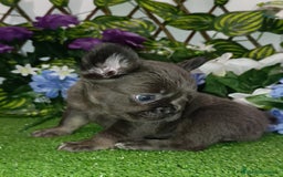 Bulldog Francés perros en venta: Bulldog exóticos y fluffys  - Imagen 4