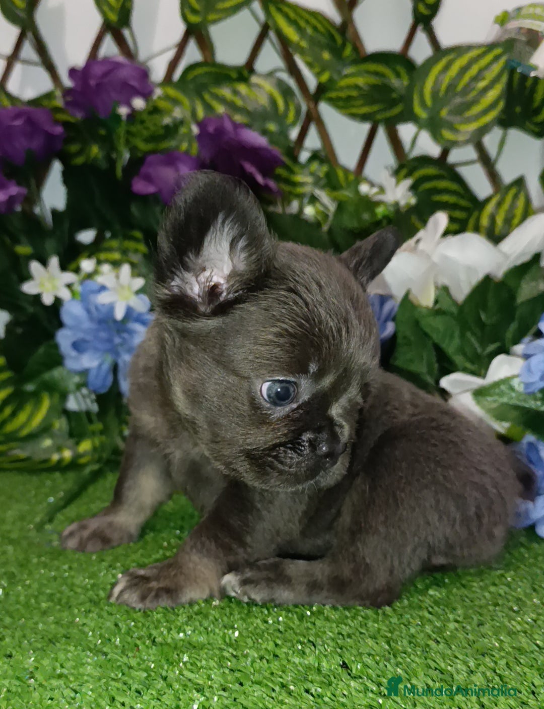 Bulldog Francés perros en venta: Bulldog exóticos y fluffys  - Imagen 4