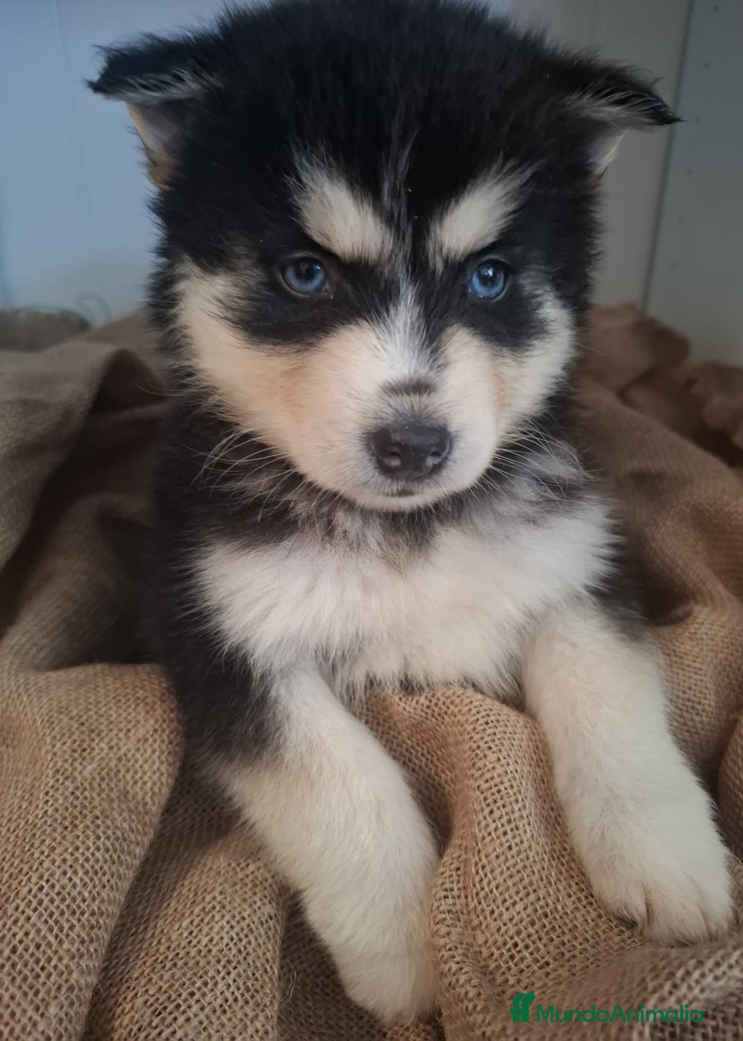 Pomsky perros POMSKY - Anuncio 1