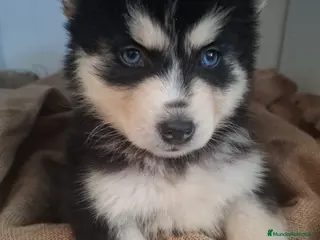 Pomsky perros POMSKY - Anuncio 24