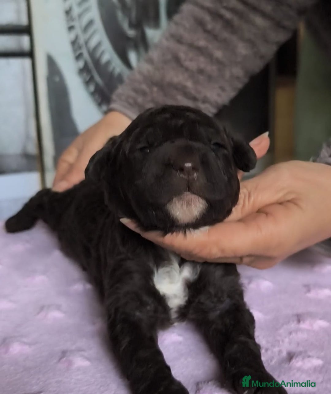 Perro de Agua Español perros en venta: Perros de agua  - Anuncio 3