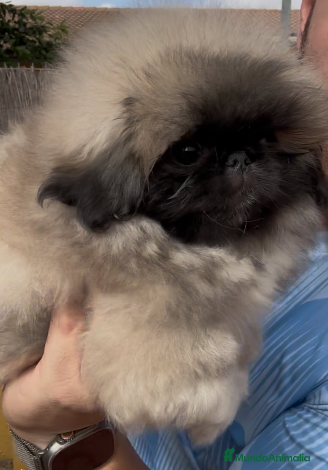 Pekinés perros en venta: Pekines de calidad show  - Imagen 3