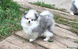 Pomerania perros en venta: Cachorros de Pomerania  - Imagen 3