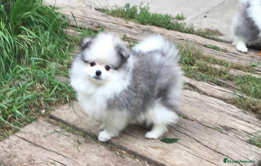 Pomerania perros en venta: Cachorros de Pomerania  - Imagen 3
