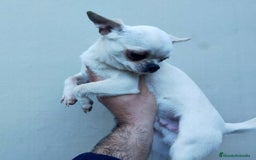 Chihuahua perros en venta: Chihuahuas cabeza de manzana 🍏 - Imagen 7