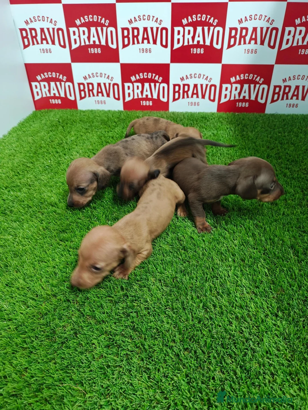 Teckel Miniatura perros en venta: Teckel miniatura  - Anuncio 2
