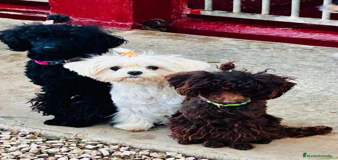 Imagen de galería {{count}}