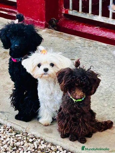 Imagen de galería {{count}}