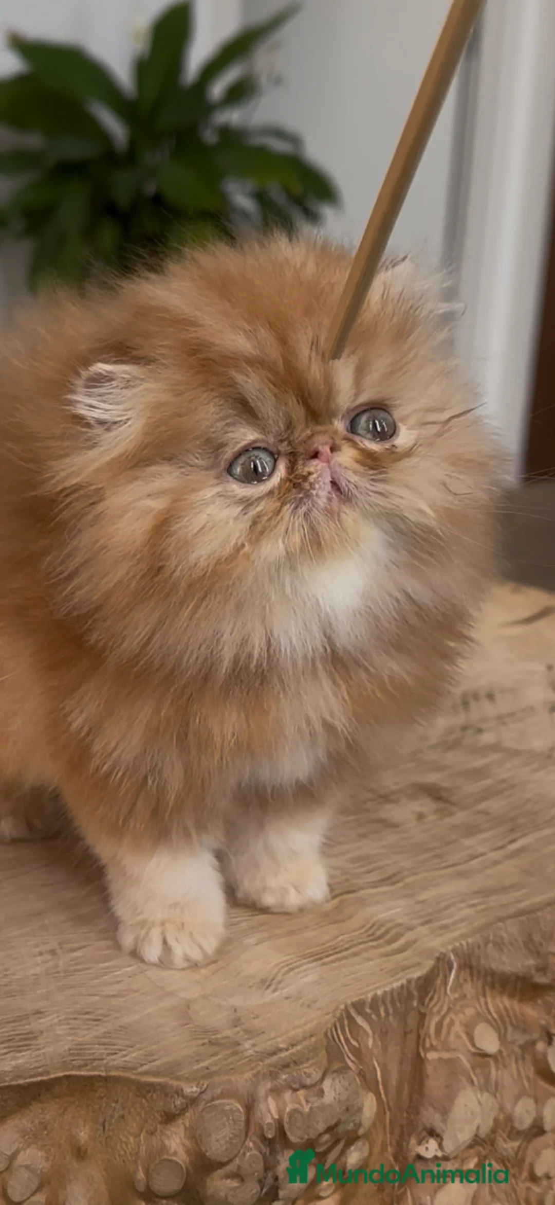 Persa gatos en venta: Persa hembra Roja  - Anuncio 2