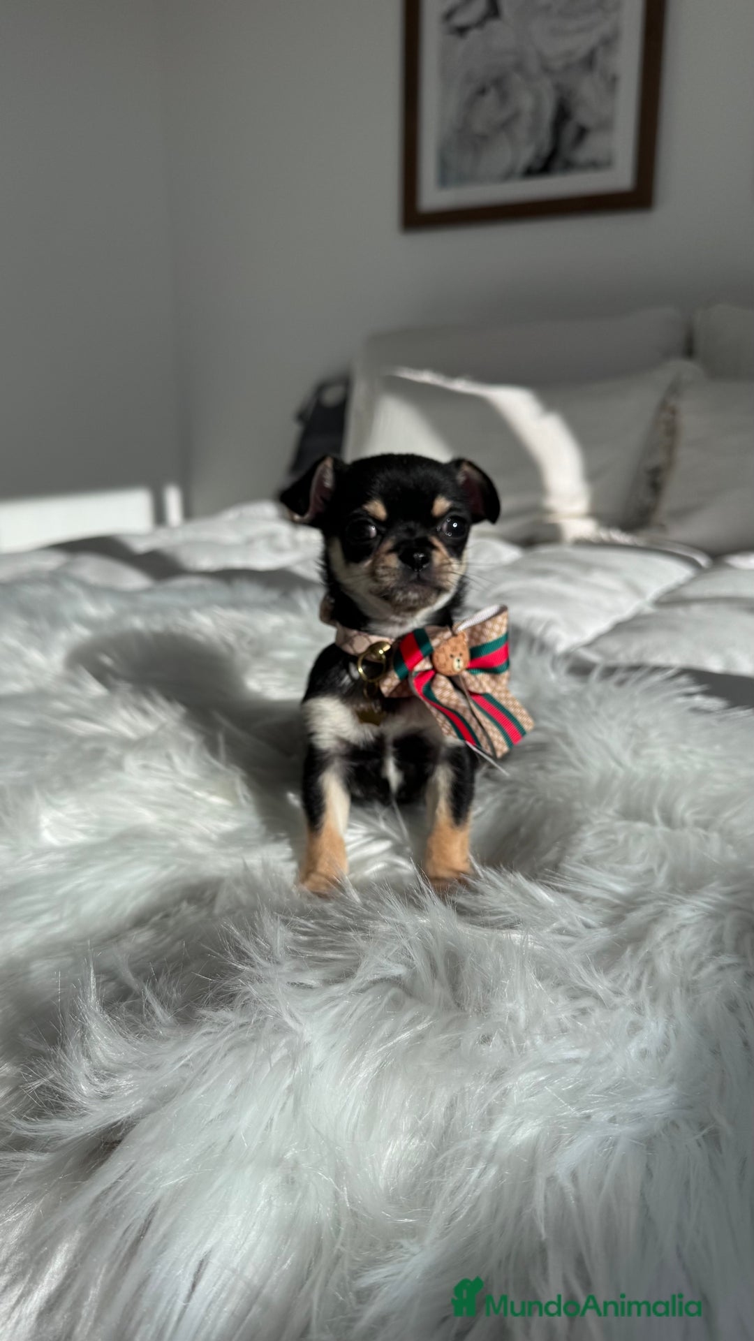 Chihuahua perros en venta: Chihuahua macho - Anuncio 3