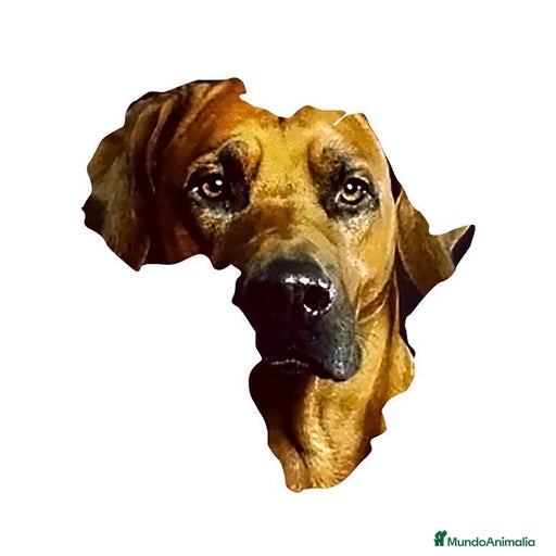 Imagen de galería {{count}}