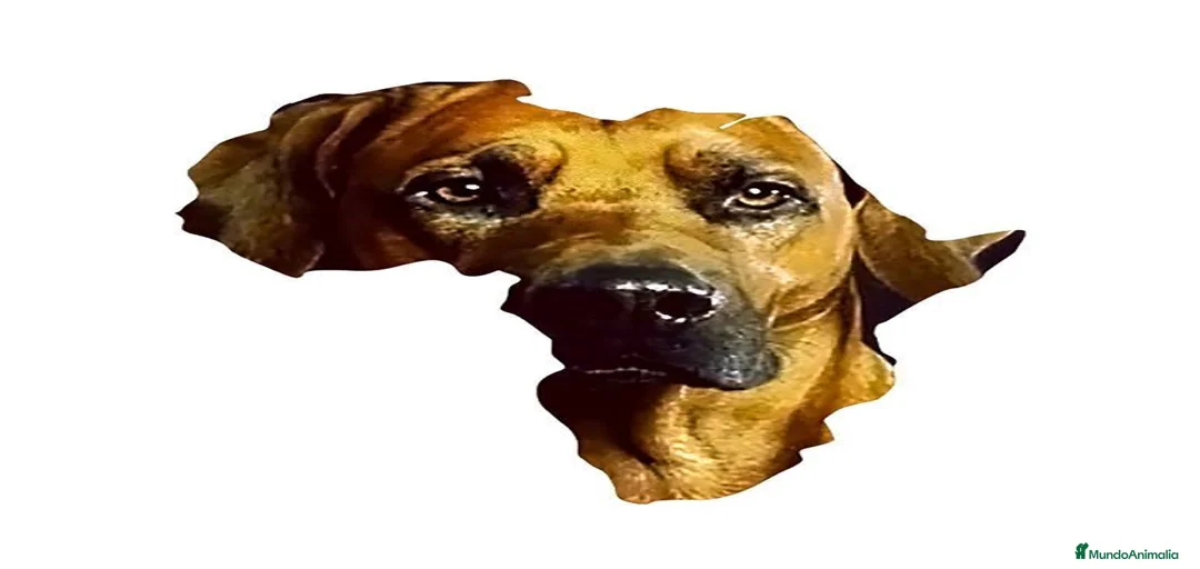 Imagen de galería {{count}}