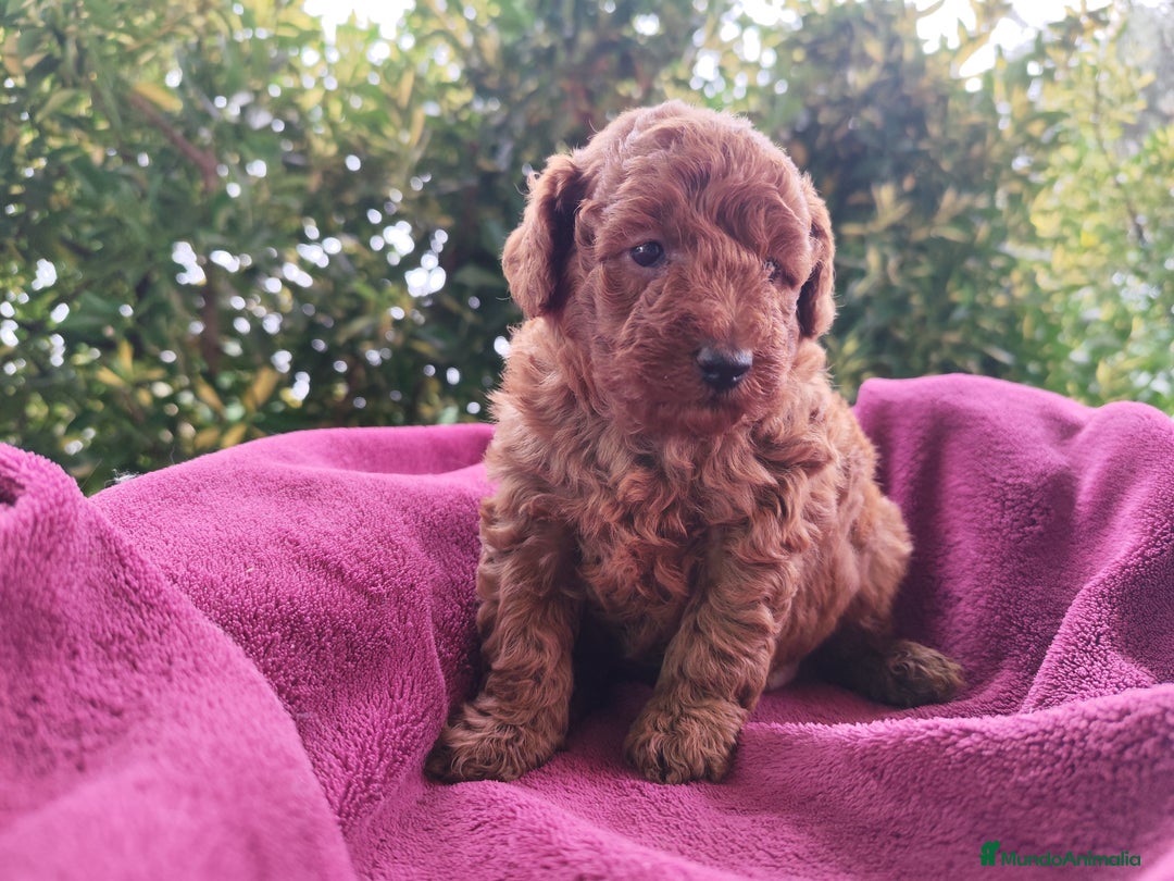 Caniche Toy perros en venta: Caniche rojo  toy/enano - Anuncio 2