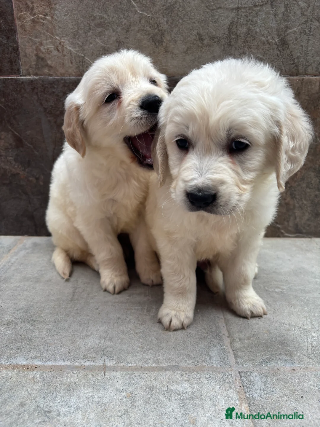 Golden Retriever perros en venta: Últimos machos disponibles pare entregar!! en Murcia - Anuncio 2