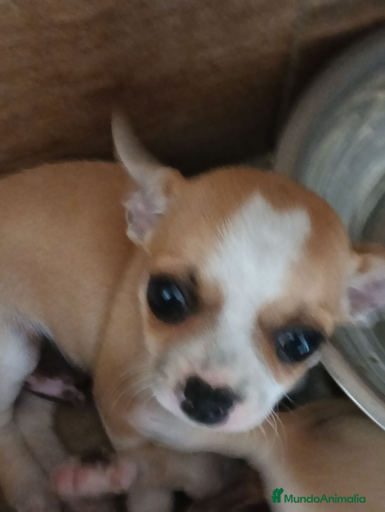 Chihuahua perros Chihuahua toy  - Anuncio 5