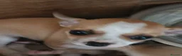 Chihuahua perros en venta: Chihuahua toy  - Anuncio 1
