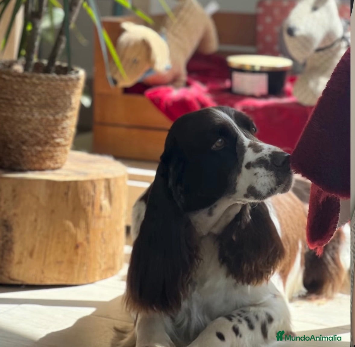 English Springer Spaniel perros Cachorros SPRINGER SPANIEL INGLÉS LÍNEA BELLEZA  - Anuncio 1