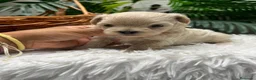 Maltipoo perros en venta: MALTIPOO COREANO 100% - Anuncio 17