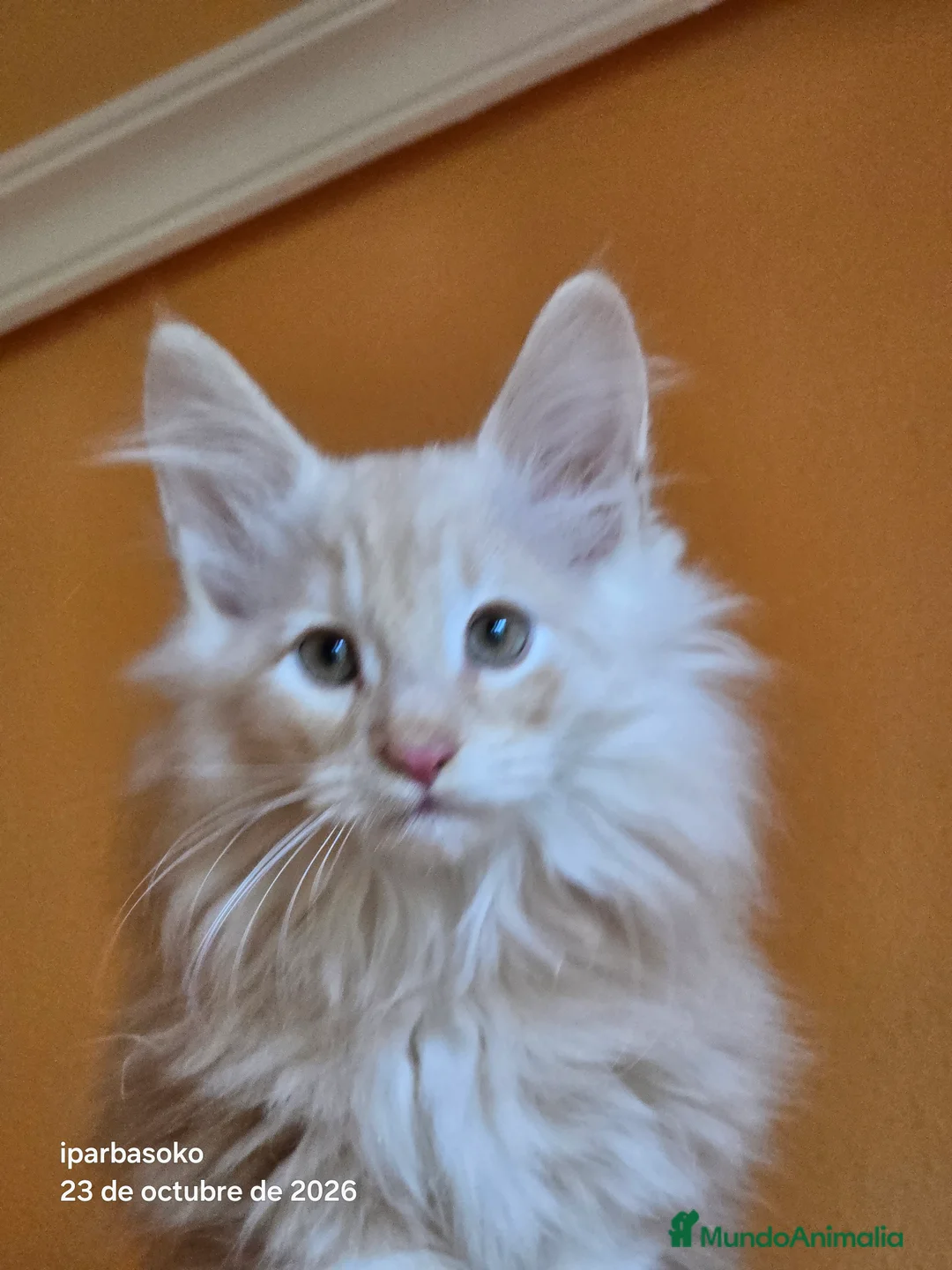 Bosque de Noruega gatos en venta: Crema silver macho - Anuncio 1