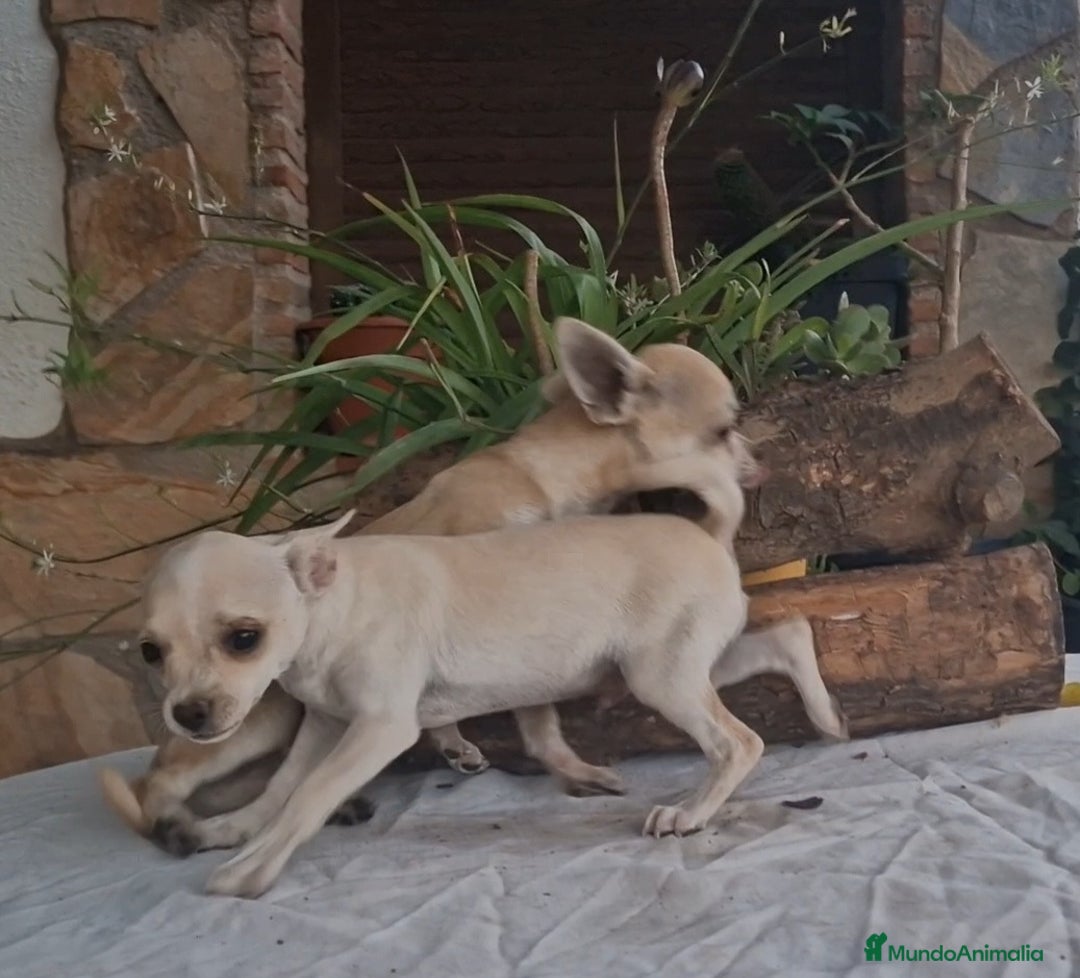 Chihuahua perros en venta: Chihuahua crema/blanco  - Imagen 4