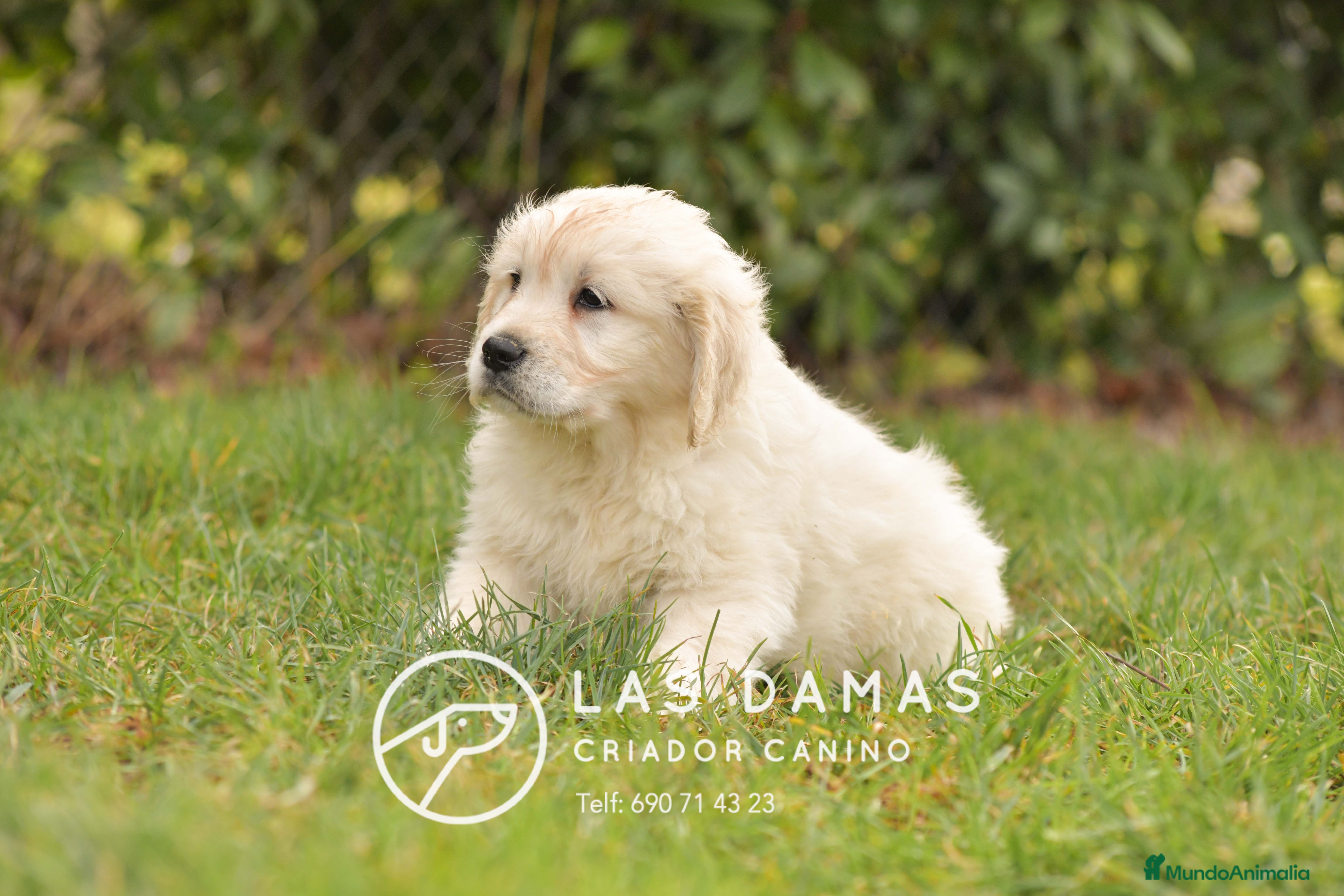 Golden Retriever perros GOLDEN RETRIEVER DISPONIBLES - Anuncio 2
