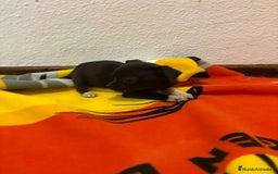 Chihuahua perros en venta: Chihuahua toy - Imagen 12