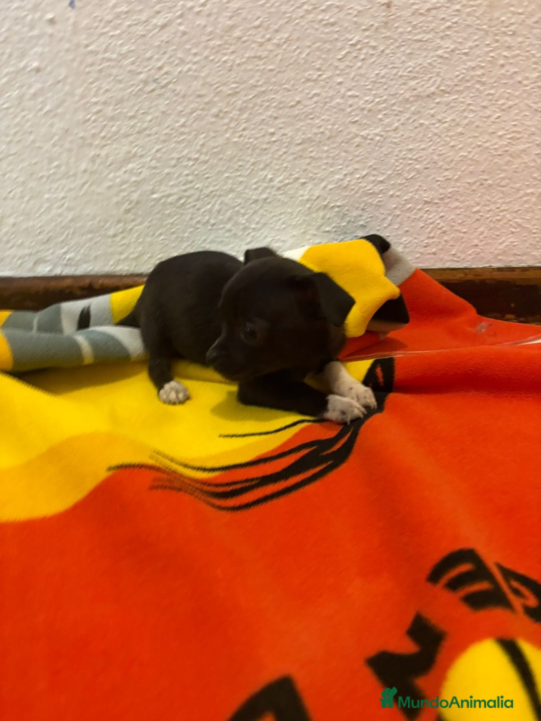Chihuahua perros en venta: Chihuahua toy - Imagen 12
