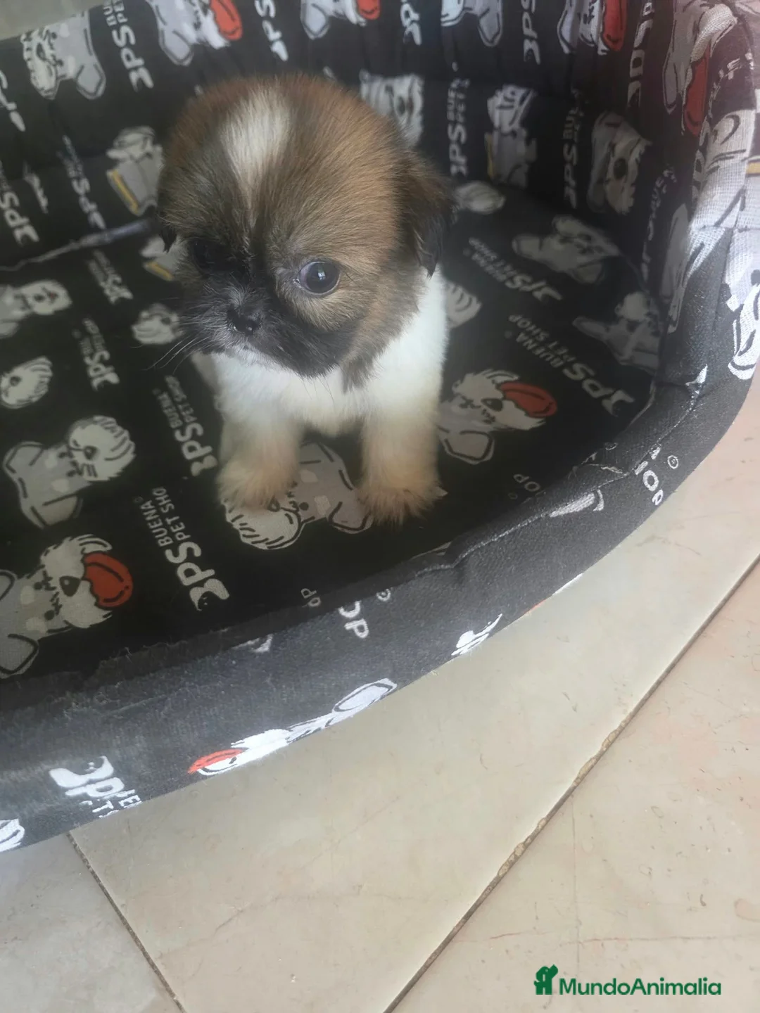 Shih Tzu perros en venta: Shih Tzu Toy - Anuncio 4