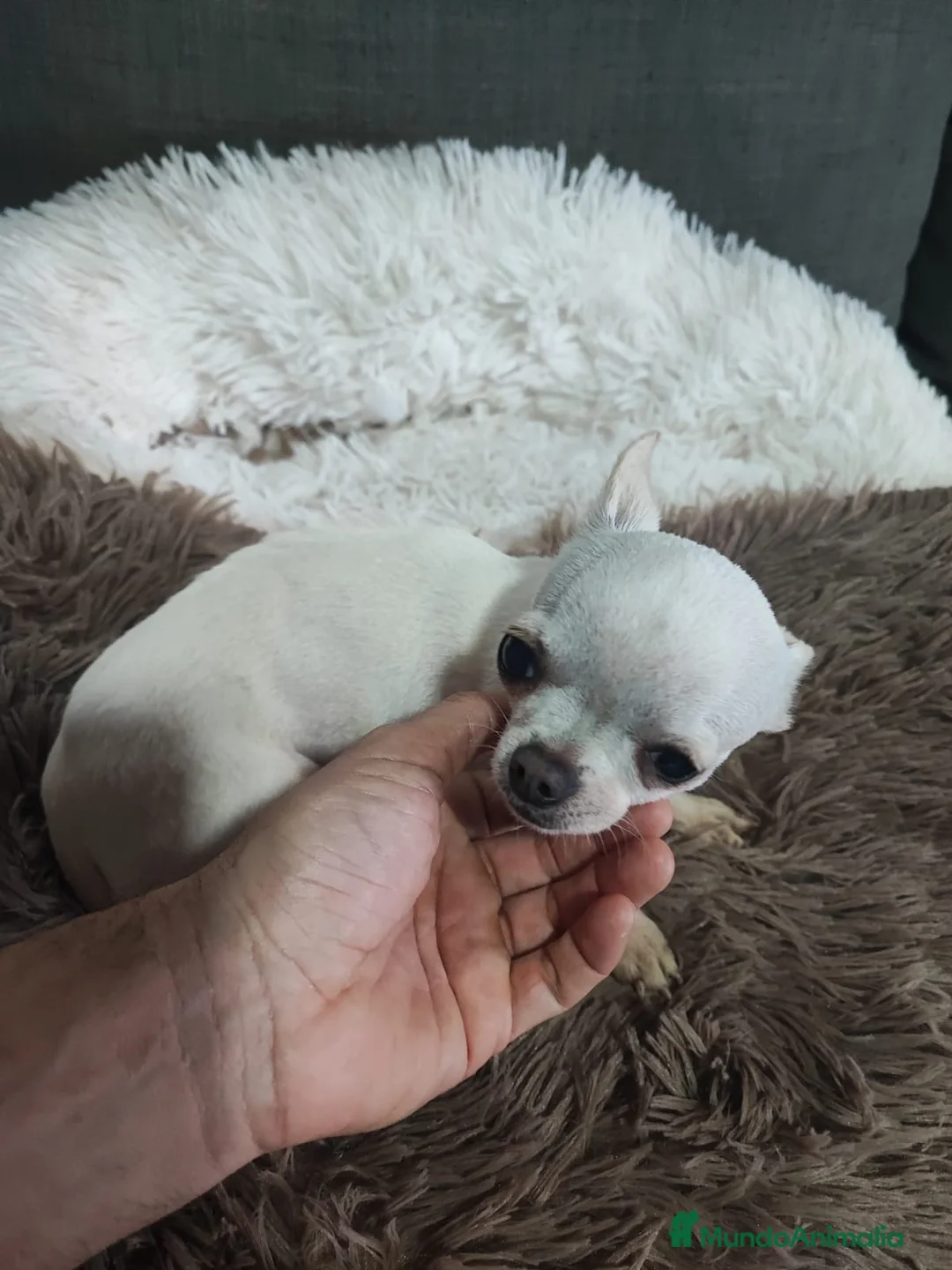 Chihuahua perros en venta: CHIHUAHUA ADULTA - Anuncio 3