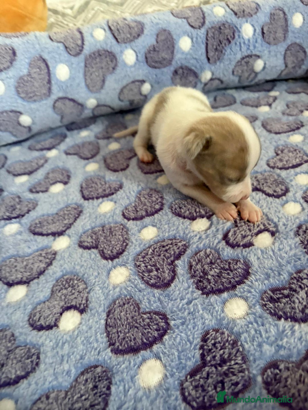 Raza Mixta perros en venta: CHIWHIP - Imagen 8