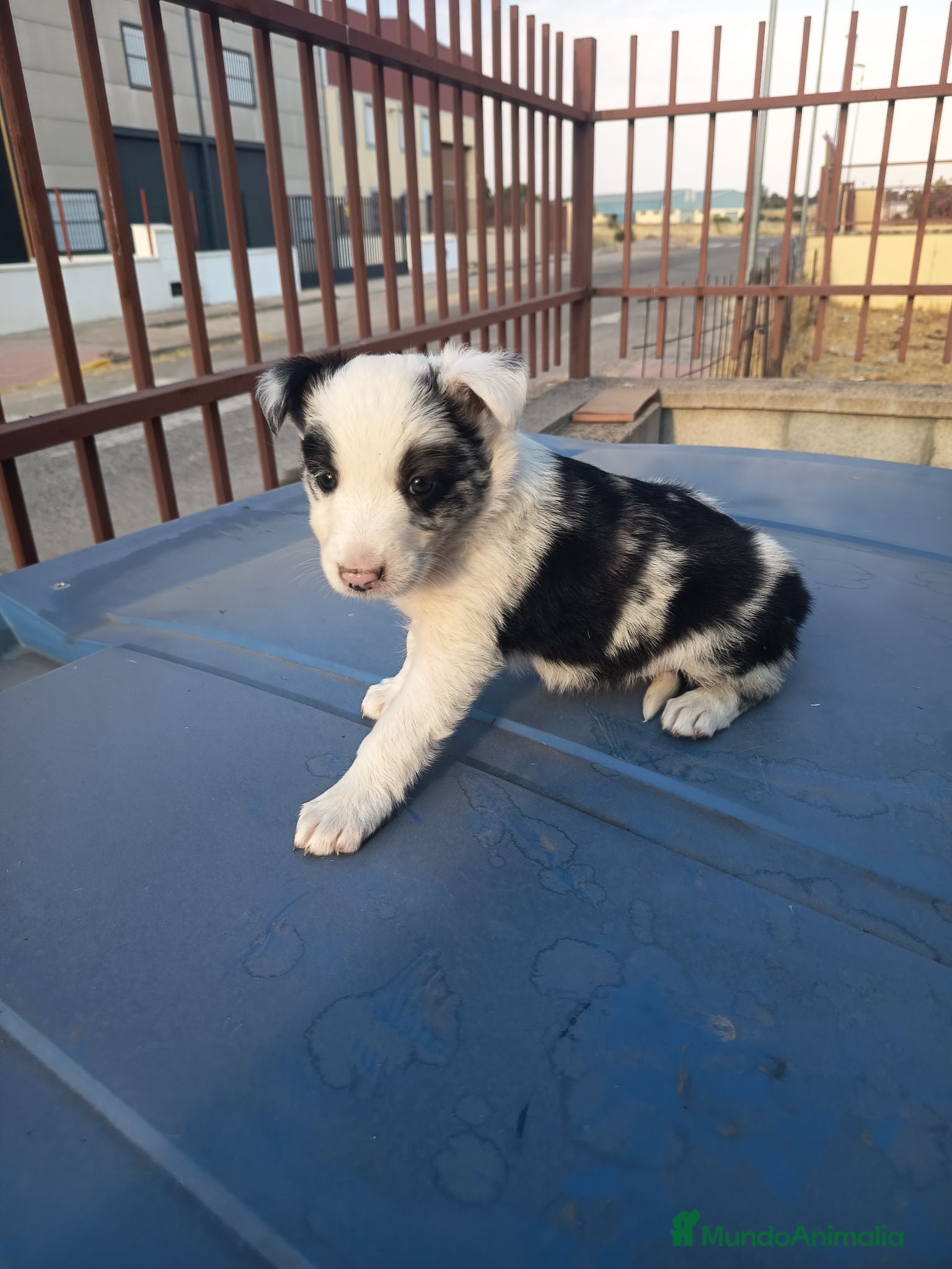 Border Collie perros BORDE COLLIE - Anuncio 2
