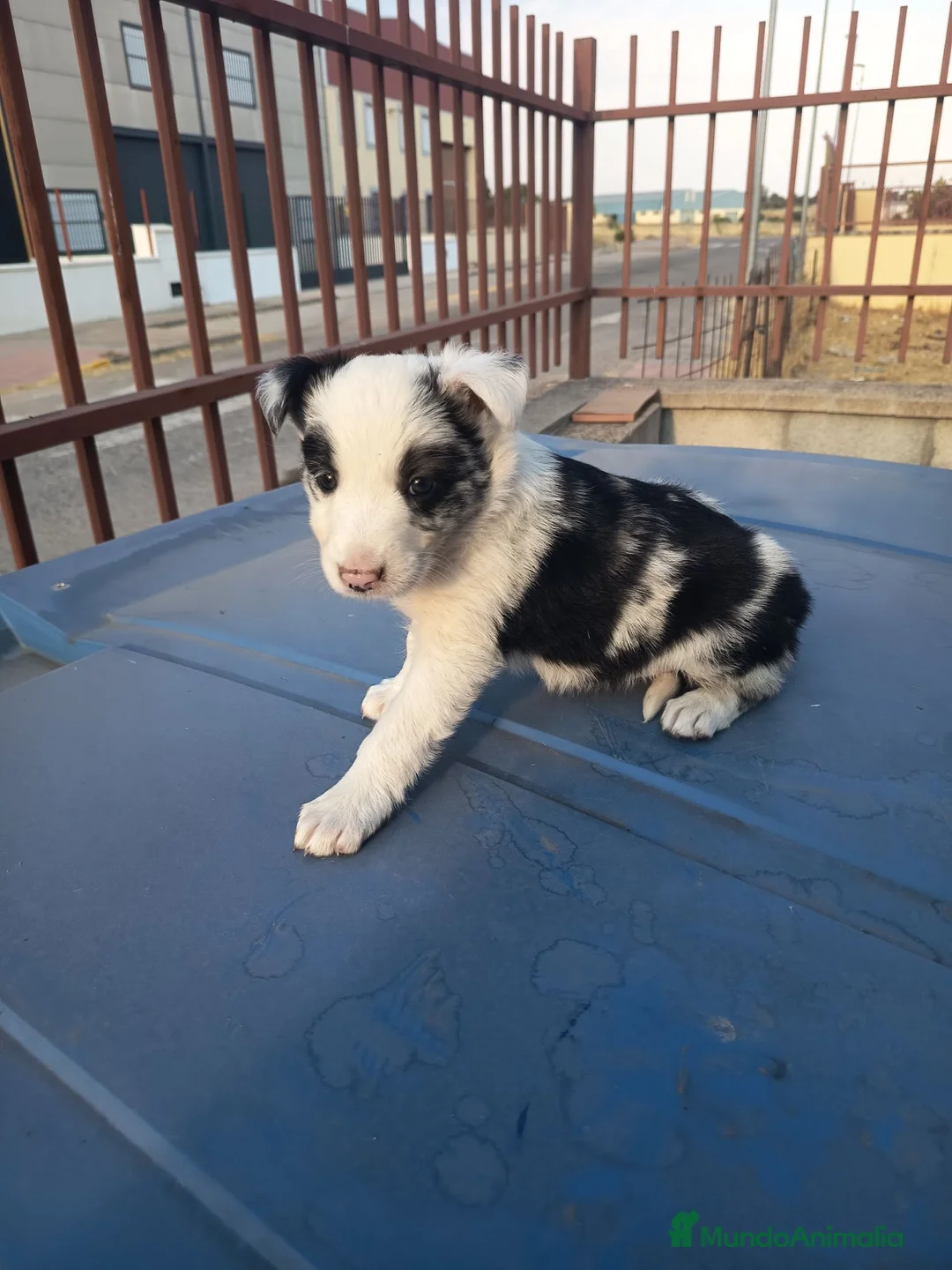 Border Collie perros en venta: BORDE COLLIE - Anuncio 2