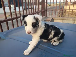 Border Collie perros BORDE COLLIE - Anuncio 2