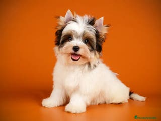 Biewer Yorkshire Terrier a la Pom Pon perros Yorkshire biewer cachorro en Ciudad Real - Anuncio 8