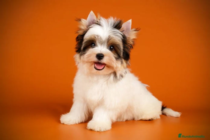 Biewer Yorkshire Terrier a la Pom Pon perros en Ciudad Real - Anuncio 2
