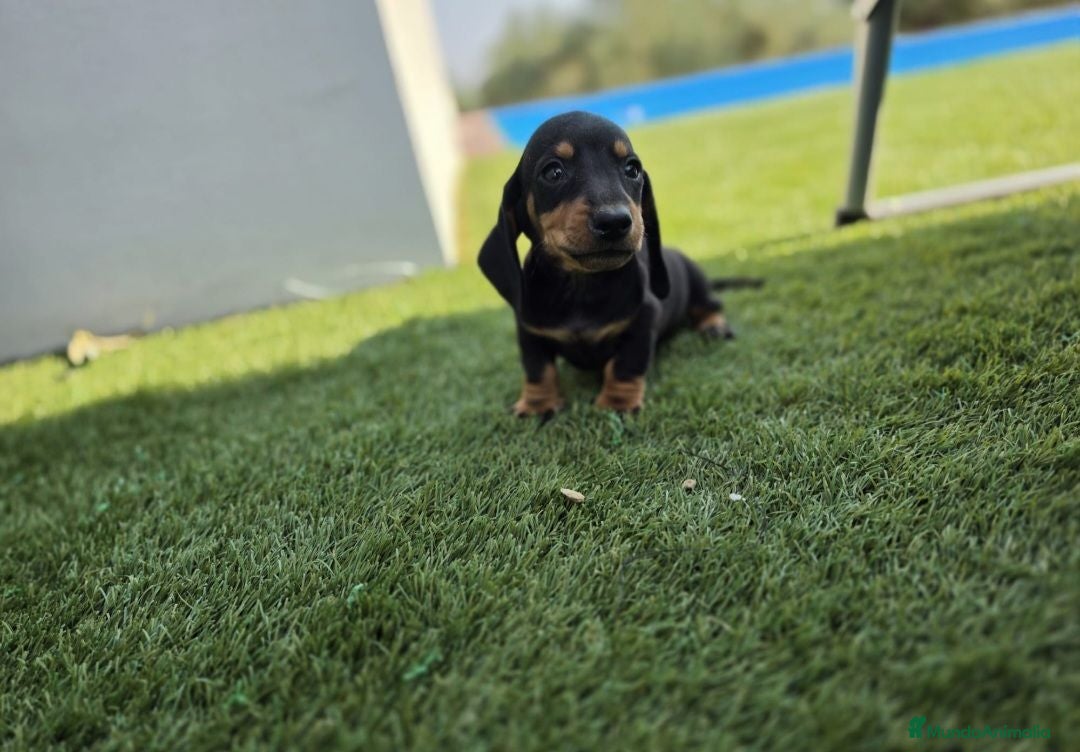 Teckel Miniatura perros TECKEL MINIATURA - Anuncio 2