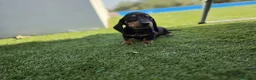 Teckel Miniatura perros en venta: TECKEL MINIATURA - Anuncio 1